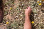 Biodiversity, Conservation and Vegetation Inventory
